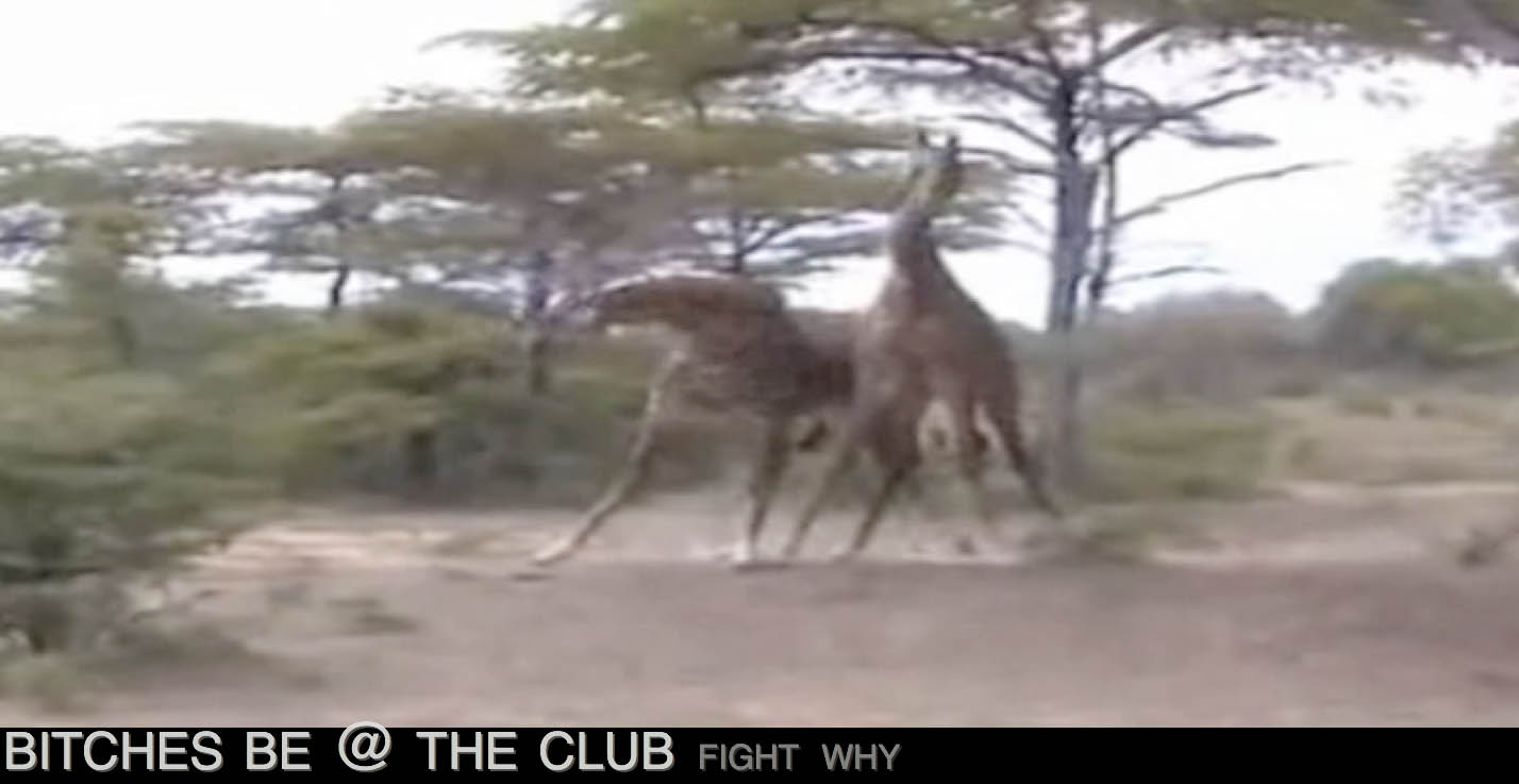 giraffes_full