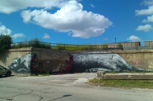 ROA-possum-1-640