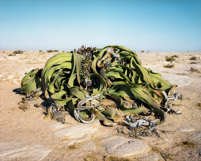 Welwitschia Mirabilis #0707-22411 (2,000 years old; Namib-Naukluft Desert, Namibia) The Welwistchia is primitive conifer living only in parts of coastal Namibia and Angola where moisture from the sea meets the desert. Despite appearances, it only has two single leaves, which it never sheds. National plant of Namibia.