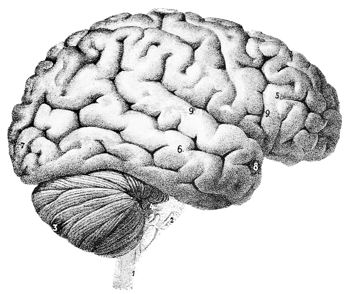 Drawing of the brain (Image via Wikimedia)