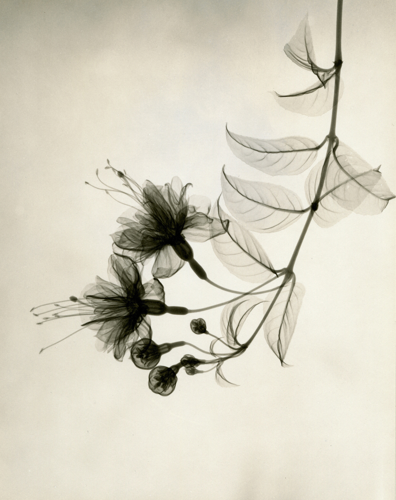 Tasker, Fuschia, 1938