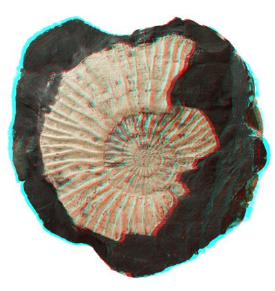 The First 3D Database of Fossils, Which You Can Even Print