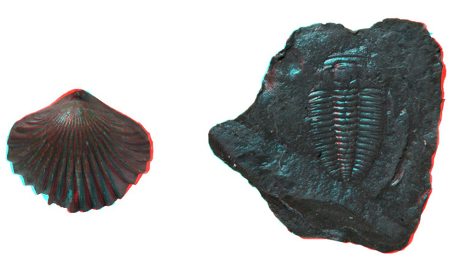 The First 3D Database of Fossils, Which You Can Even Print