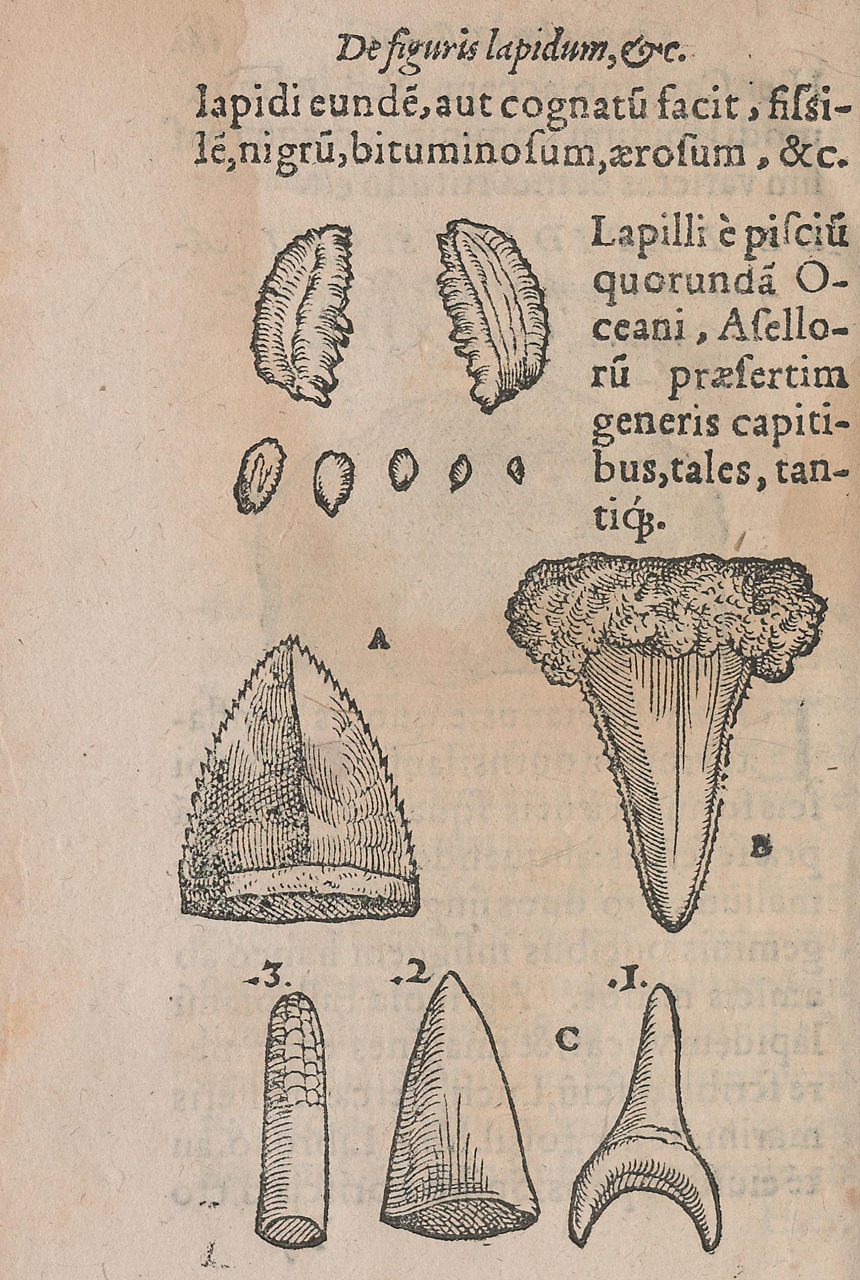 The 16thCentury Fossil Book that First Depicted the Pencil