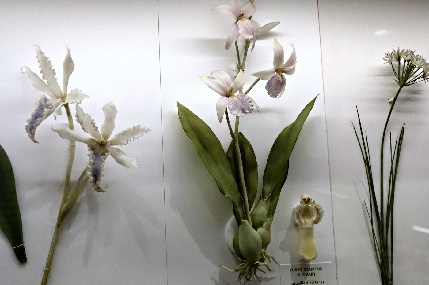 Harvard's Garden of Glass Flowers Blooms Again