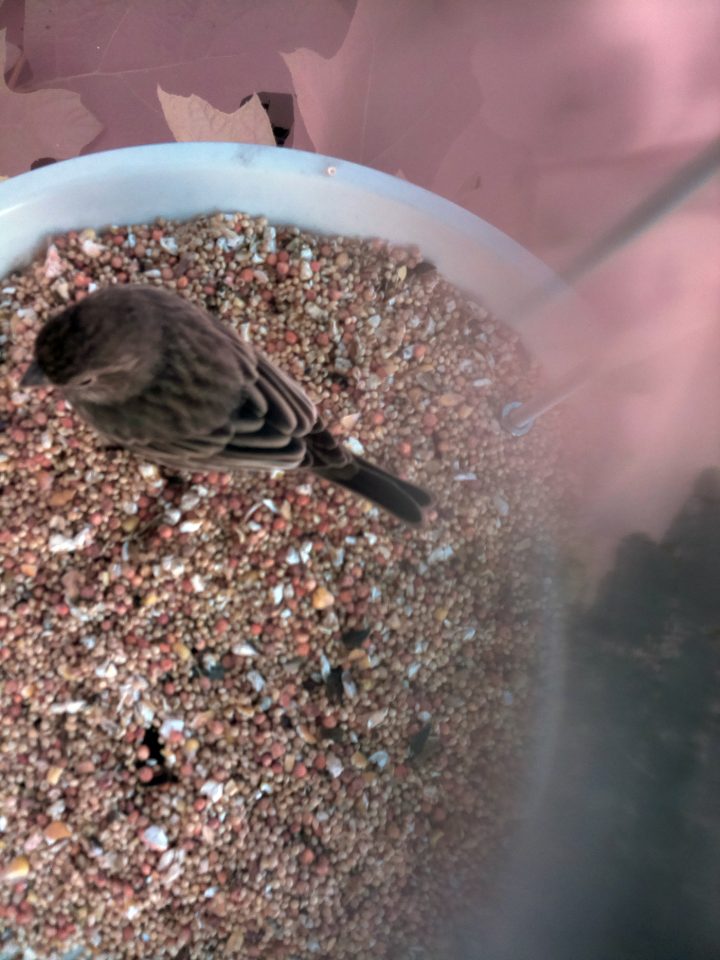 Identifying the Musical Tastes of Birds