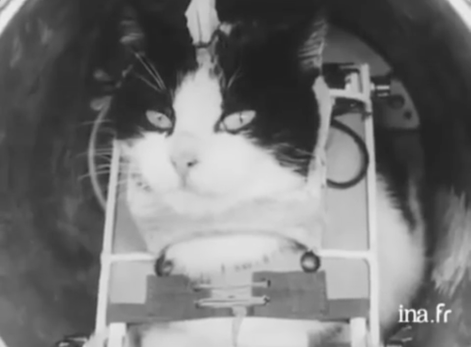Crowdfunding a Memorial to Félicette, the First Cat Astronaut