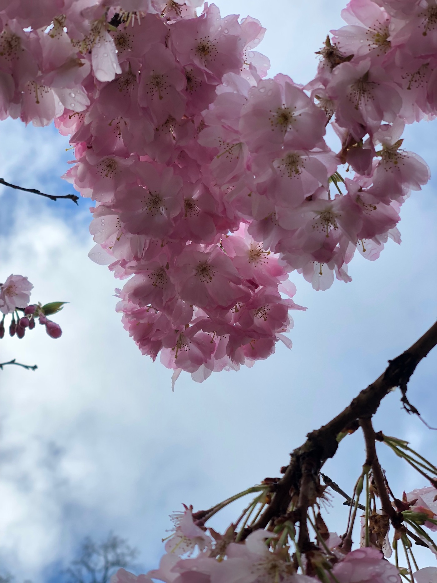 The Art of Eating Cherry Blossoms (with Recipes)
