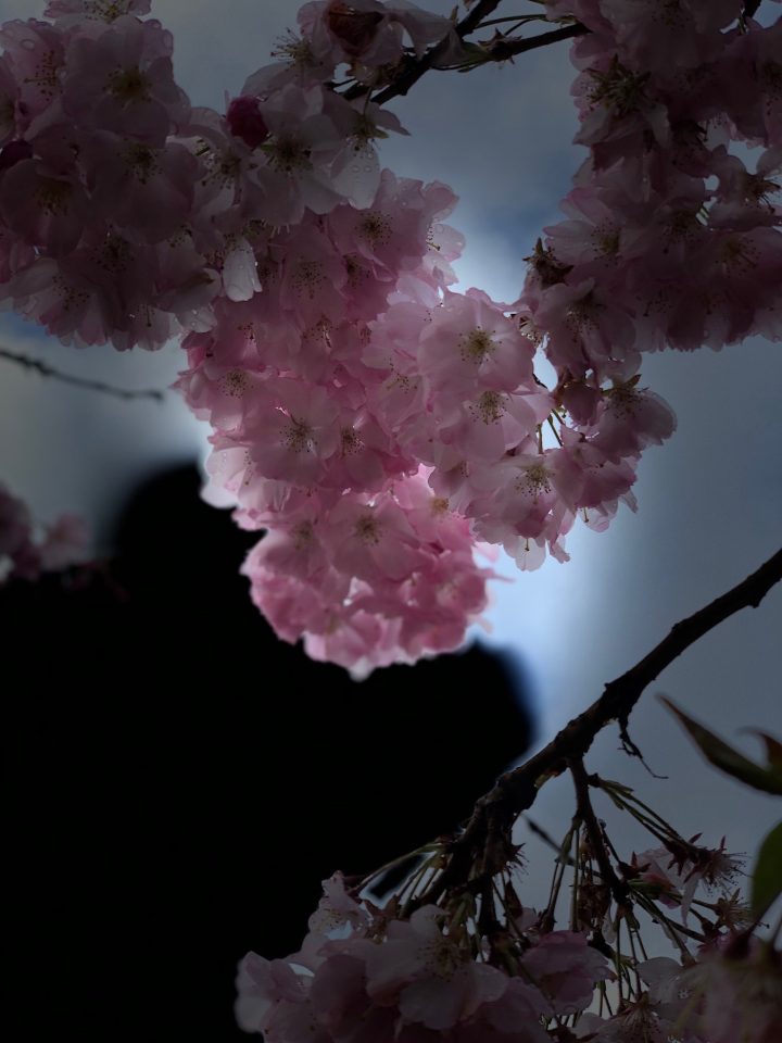 The Art of Eating Cherry Blossoms (with Recipes)