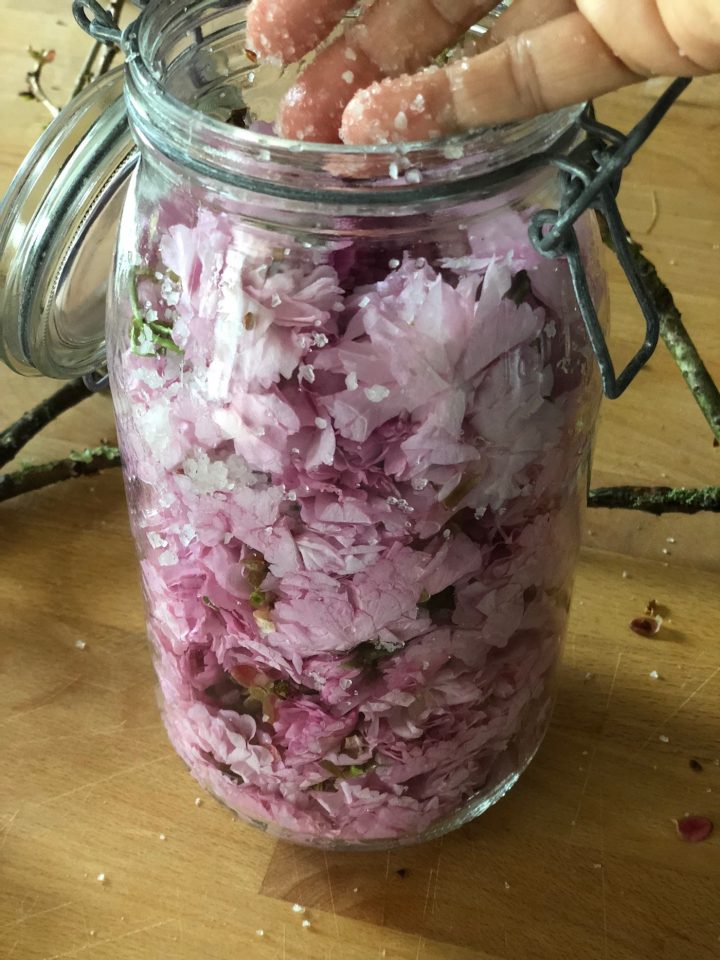 The Art of Eating Cherry Blossoms (with Recipes)