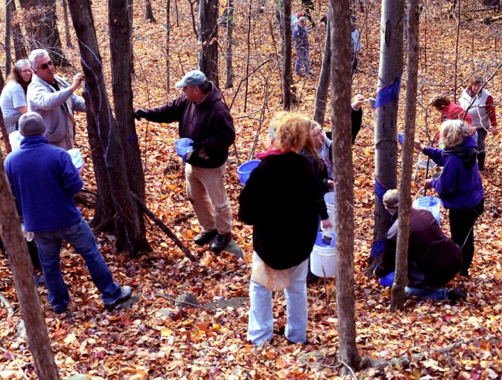 Trees being painted in Rensselaer County, New York, location of Kinder Morgan's Northeast Direct Project, a proposed pipeline expansion (photo by Jack Baran, 2015; courtesy Aviva Rahmani)